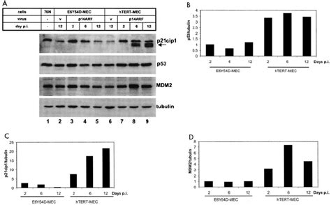 Accumulation Of P P Cip And Mdm Proteins In P Arf Infected