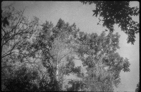 Looking Up Treetops Hanging Branches Beaver Lake Bird S Flickr