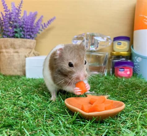 a hamster eating carrots from a bowl on the grass in front of it