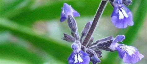 Salvia Species Nettleleaf Sage Wild Sage Salvia Urticifolia