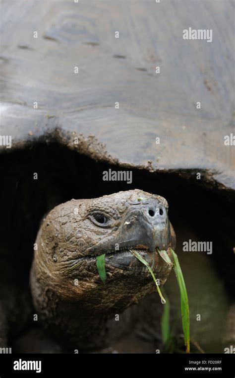 Tortue géante des Galapagos Galápagos ou tortue Chelonoidis nigra l