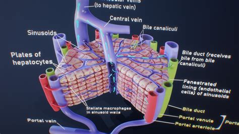 Microscopic Anatomy Of The Liver Buy Royalty Free 3d Model By