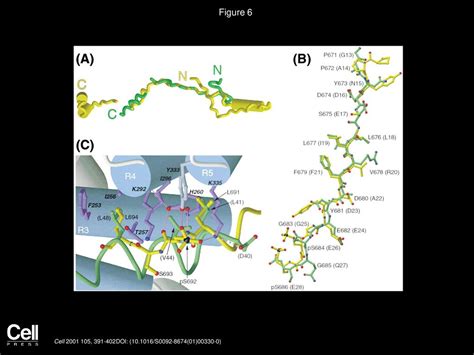 The Structure Of The Catenin E Cadherin Complex And The Molecular