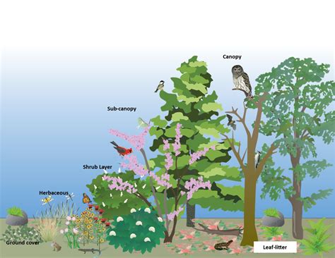 What is Habitat? Space is Relative for Wildlife | Virginia DWR