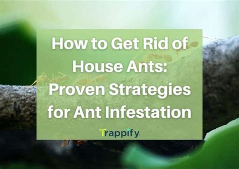 How To Get Rid Of House Ants Proven Strategies For Ant Infestation