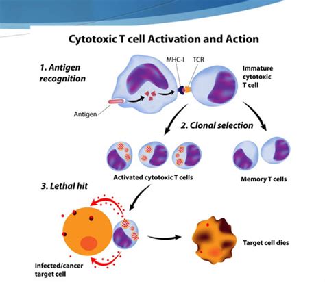 Inflammatory Immune Response Flashcards Quizlet