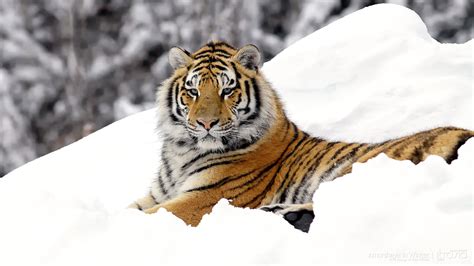 3840x2160 Resolution Bengal Tiger On Snow Hd Wallpaper Wallpaper Flare