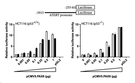 Activation Of The HTERT Promoter By PAX8 Is Independent Of TP53 Status