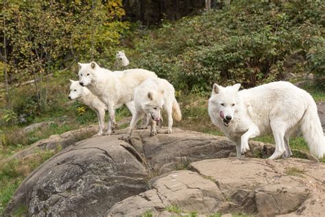 Arctic wolves pack – Wolves live, travel and hunt in packs of 7 to 8 ...