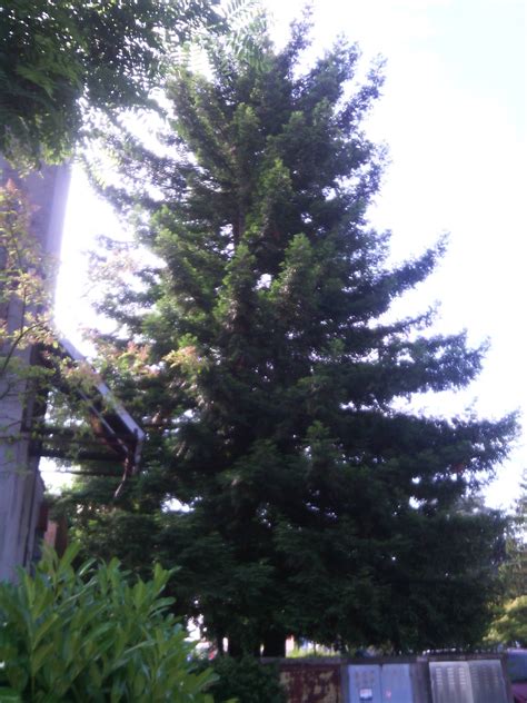 botany - Species Identification: Coniferous tree, Italy - Biology Stack ...