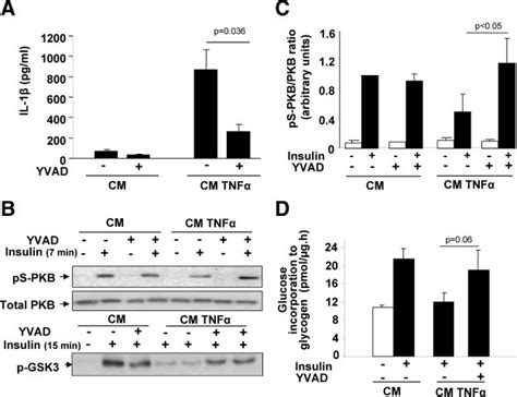 The Caspase Inhibitor Yvad Prevents The Effects Of Cm From