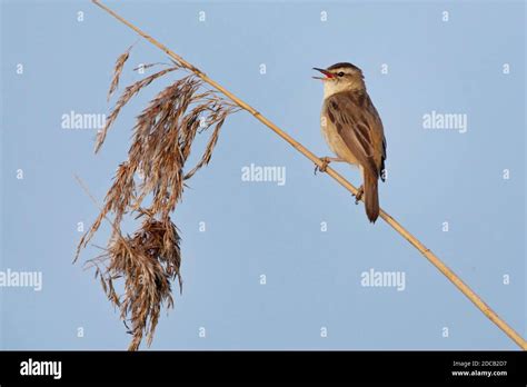 Sedge Warbler Acrocephalus Schoenobaenus Singing Male From Top Of A