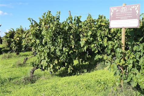 Welcome To Salento Wine Tasting At Feudi Di Guagnano