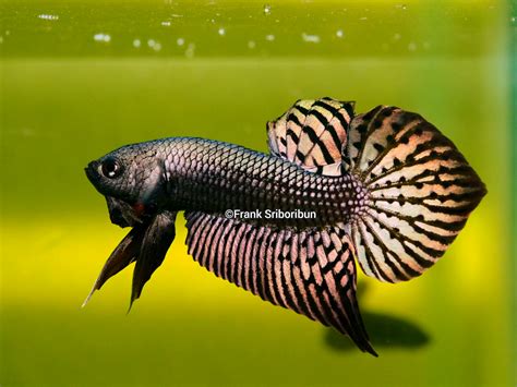 Alien Betta / Alien Betta Care Full Guide 11 Facts Must Know Life Of Fish - Does anyone have any ...