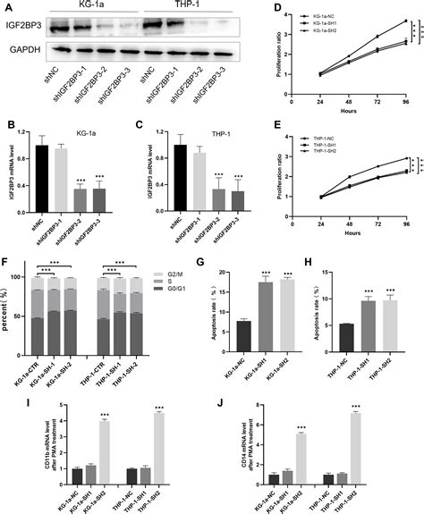 Rna N Methyladenosine Reader Igf Bp Promotes Acute Myeloid Leukemia