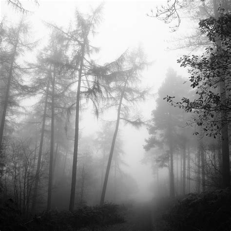 100,000+ Free Spooky Forest & Forest Images - Pixabay