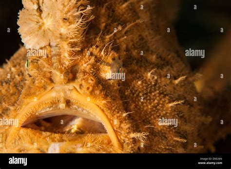 Hispid Frogfish Antennarius Hispidus At Secret Bay In Bali Indonesia