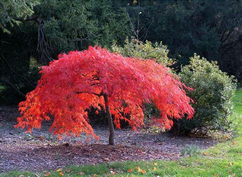 Types of maple trees for your home - golfpa