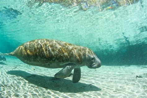 Best Places To See Wild Manatees In Florida Florida Trippers