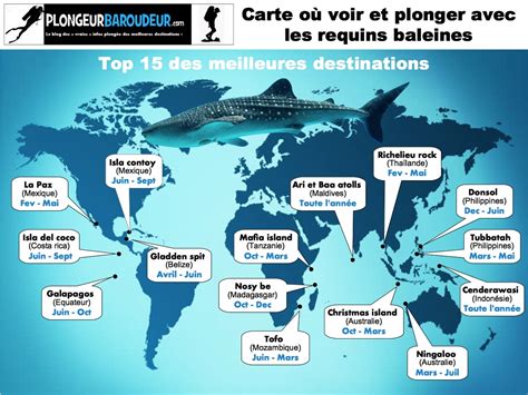 Requin Baleine Plongeur Baroudeur