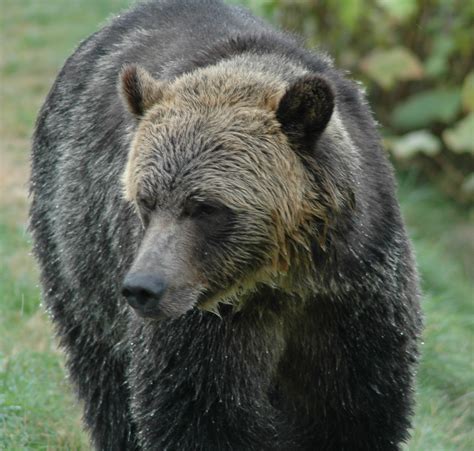 Grizzly Bear coming to visit | Grizzly Bear Tours & Whale Watching ...