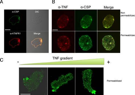 Cellular Localization Of Csp In Entamoeba Histolytica A