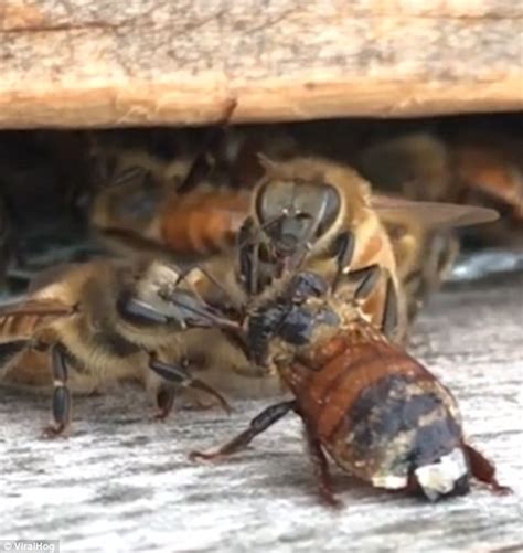 Buzzing Across America Bees Like To Clean