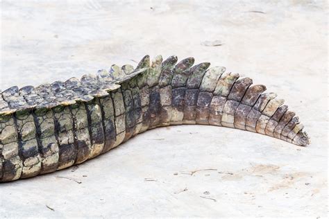 tail risk protection pay luckbox magazine