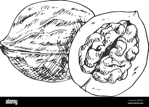 Walnut Fruit Isolated Sketch Of Whole Nut And Kernel Vector Opened