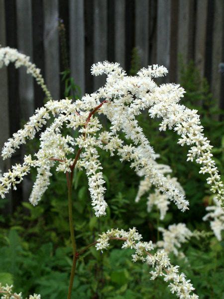 Thunberg S Astilbe Professor Van Der Wielen Astilbe Thunbergii