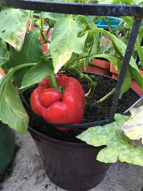 My first ever red bell pepper from seed. My 16 year son said great job
