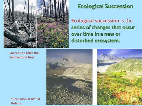 Ppt Ecological Succession Powerpoint Presentation Free Download Id