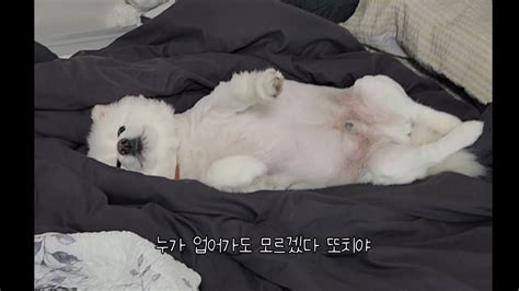 유기견견생역전일상견생역전강아지일상강아지 Dogshorts Puppyshorts Shorts Dog Cutedog