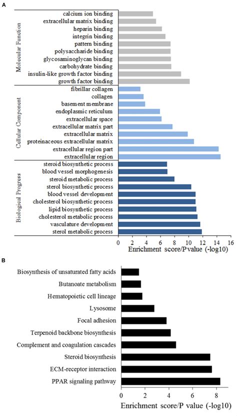 Frontiers Global Transcriptome Analysis During Adipogenic