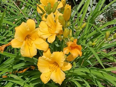 AZUCENA AMARILLA hemerocallis lilioasphodelus EL LIRIO DE UN DÍA