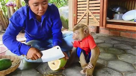 Great Sokyaa Is Catching Coconut At Farm Cos Hungry Youtube