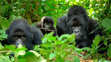 Mountain Gorilla Groups In Volcanoes National Park Gorilla Trekking