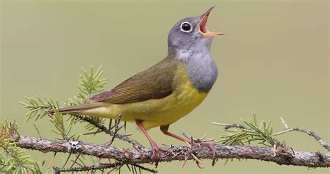 Connecticut Warbler Overview All About Birds Cornell Lab Of Ornithology