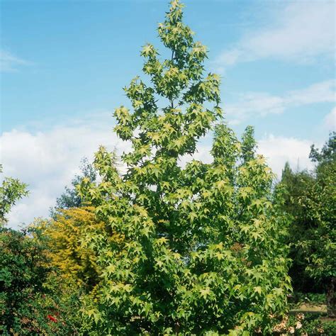 Liquidambar Styraciflua Slender Silhouette Copalme D Am Rique Port