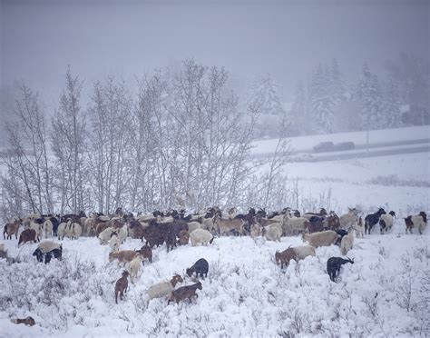 Photos First Snow Of The Season Doesn T Stop Nose Hill Goats