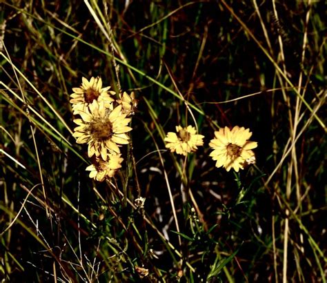 Aad Australian Plants Society