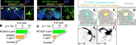 Figures And Data In Sex Determining Genes Distinctly Regulate Courtship Capability And Target