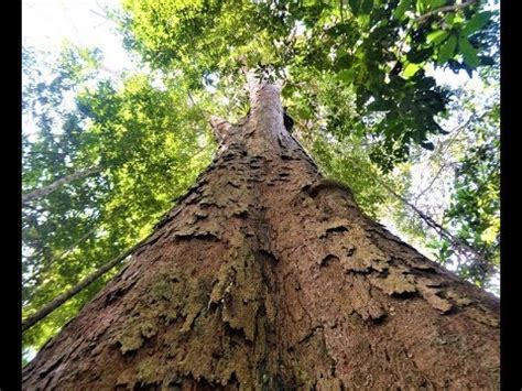 Arvore Gigante Na Trilha Da Macumba Youtube