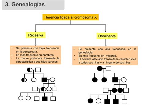 CLASE HERENCIA LIGADA AL SEXO Y GENEALOGIAS NM4 BIOLOGÍA ppt