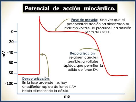 Fisiología - FACULTAD DE MEDICINA: Potenciales de acción del corazón