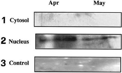 Western Blot Detection Of C Jun Ser 63 Protein In The Cytosolic And