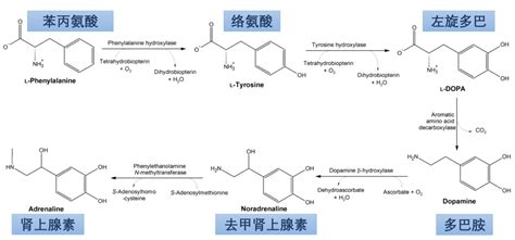 帕金森跟多巴胺有什么关系？ 知乎