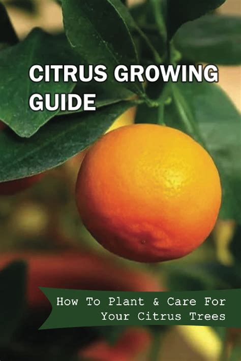 Citrus Growing Guide How To Plant And Care For Your Citrus Trees How To