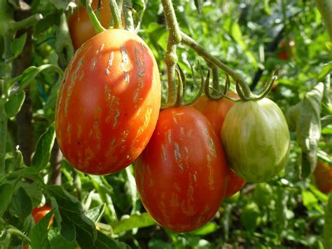 Томат пасхальное яйцо: описание сорта, отзывы, урожайность
