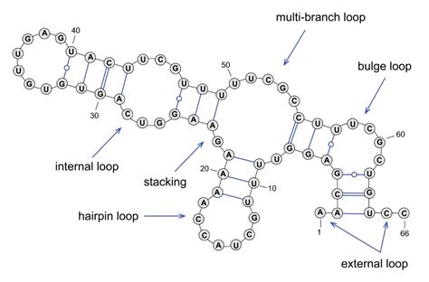 Dna Secondary Structure Prediction Tool Vectorbuilder